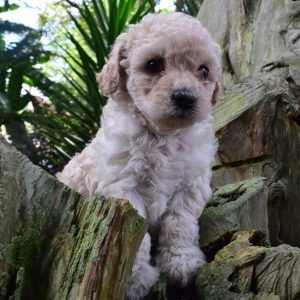 Mini-French Poodle